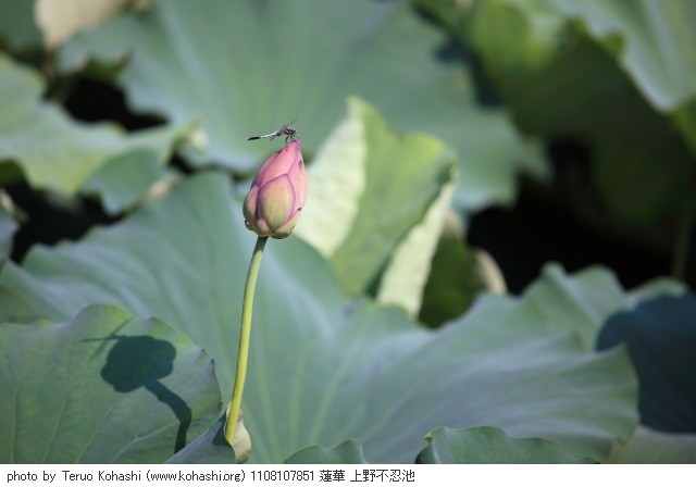 蓮・ハス・蓮華 1108107851 蓮華 上野不忍池 thumbnail