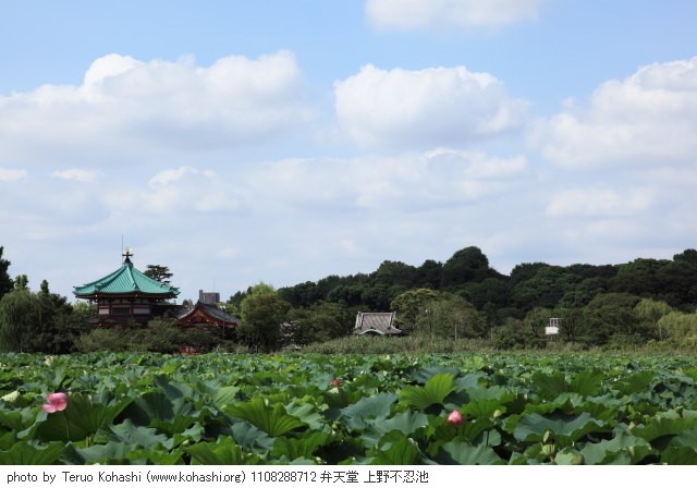 上野公園 2011 1108288712 弁天堂 上野不忍池 photo
