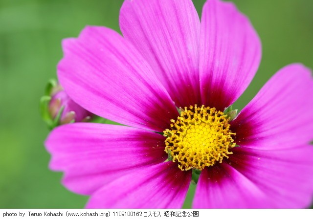 秋桜(コスモス) 1109100162 コスモス 昭和記念公園 thumbnail