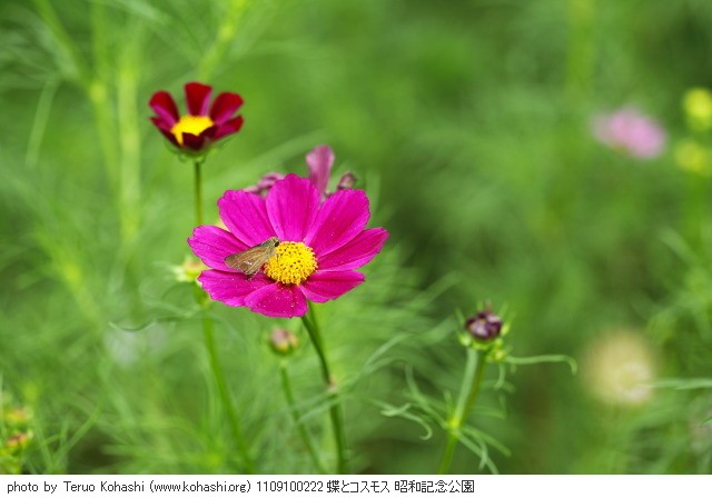 秋桜(コスモス) 1109100222 蝶とコスモス 昭和記念公園 thumbnail