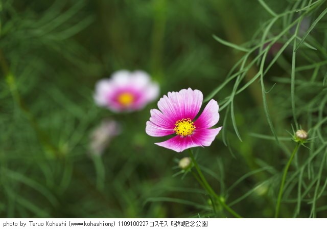 秋桜(コスモス) 1109100227 コスモス 昭和記念公園 thumbnail