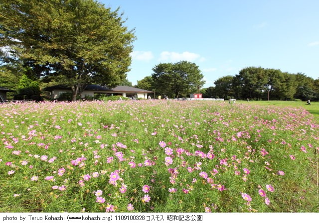 秋桜(コスモス) 1109100328 コスモス 昭和記念公園 thumbnail