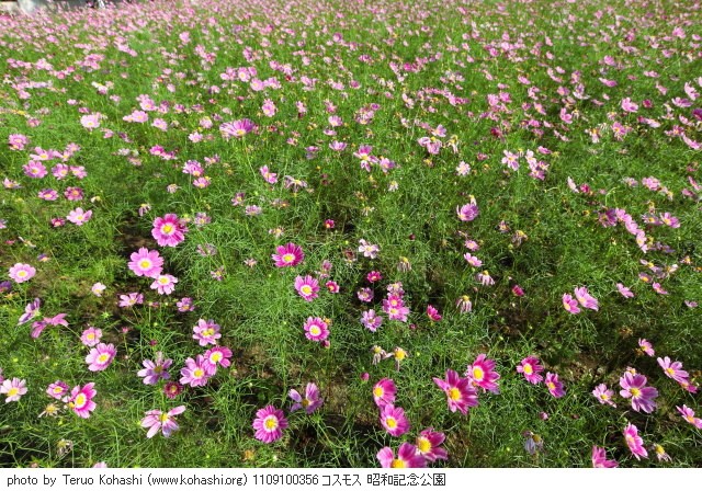 秋桜(コスモス) 1109100356 コスモス 昭和記念公園 thumbnail