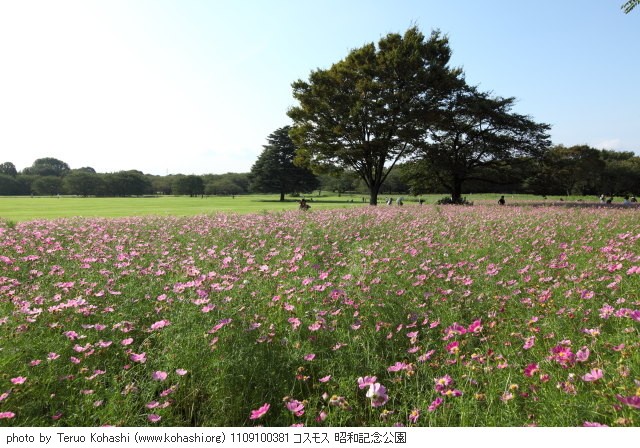 秋桜(コスモス) 1109100381 コスモス 昭和記念公園 thumbnail