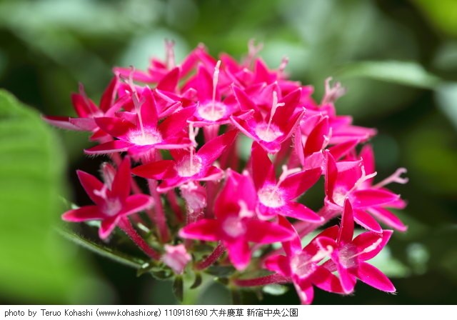 これまでの9月の見頃見所 1109181690 大弁慶草 新宿中央公園 thumbnail
