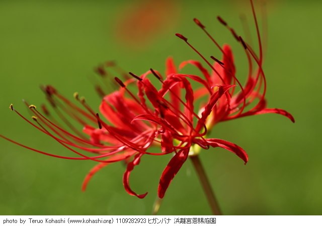 彼岸花(ヒガンバナ) 1109282923 ヒガンバナ 浜離宮恩賜庭園 thumbnail