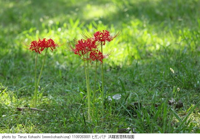 彼岸花(ヒガンバナ) 1109283001 ヒガンバナ 浜離宮恩賜庭園 thumbnail