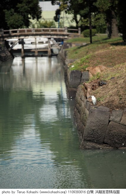 浜離宮恩賜庭園 2011 1109283016 白鷺 浜離宮恩賜庭園 photo