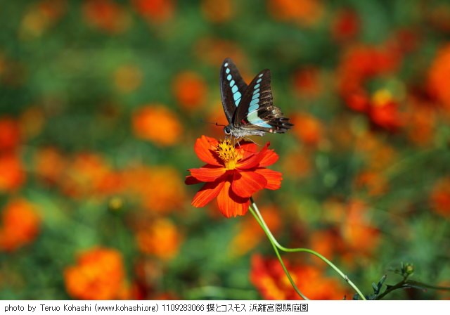 これまでの9月の見頃見所 1109283066 蝶とコスモス 浜離宮恩賜庭園 thumbnail