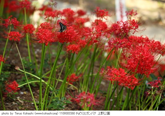 彼岸花(ヒガンバナ) 1109303260 チョウとヒガンバナ 上野公園 thumbnail
