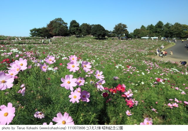 秋桜(コスモス) 1110073686 コスモス畑 昭和記念公園 thumbnail
