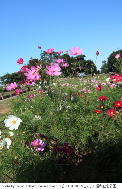これまでの10月の昭和記念公園 1110073709 コスモス 昭和記念公園 thumbnail