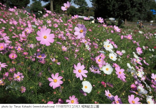 秋桜(コスモス) 1110073712 コスモス 昭和記念公園 thumbnail