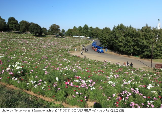 秋桜(コスモス) 1110073715 コスモス畑とパークトレイン 昭和記念公園 thumbnail