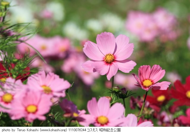 秋桜(コスモス) 1110076244 コスモス 昭和記念公園 thumbnail