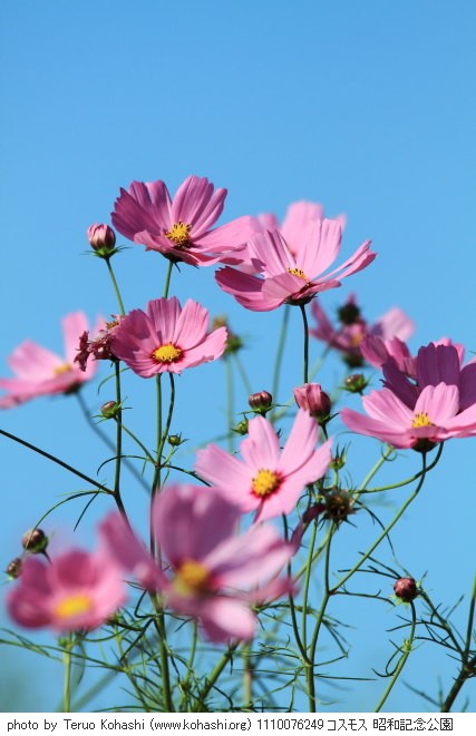 秋桜・コスモス 1110076249 コスモス 昭和記念公園 thumbnail