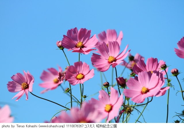 秋桜(コスモス) 1110076267 コスモス 昭和記念公園 thumbnail