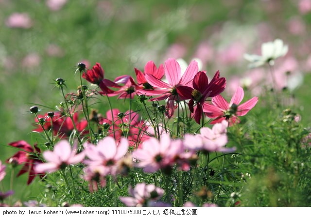 秋桜(コスモス) 1110076308 コスモス 昭和記念公園 thumbnail