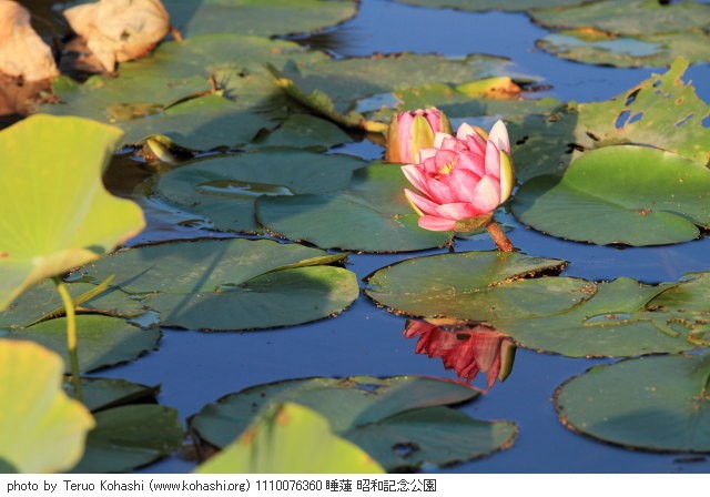 睡蓮・スイレン 1110076360 睡蓮 昭和記念公園 thumbnail