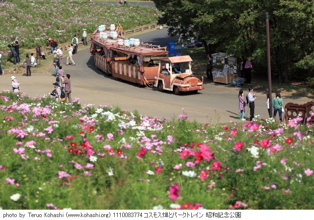 秋桜(コスモス) 1110083774 コスモス畑とパークトレイン 昭和記念公園 thumbnail