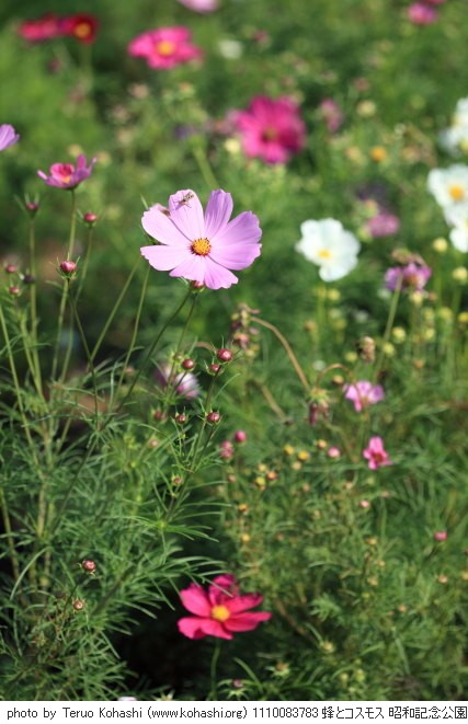 秋桜・コスモス 1110083783 蜂とコスモス 昭和記念公園 thumbnail