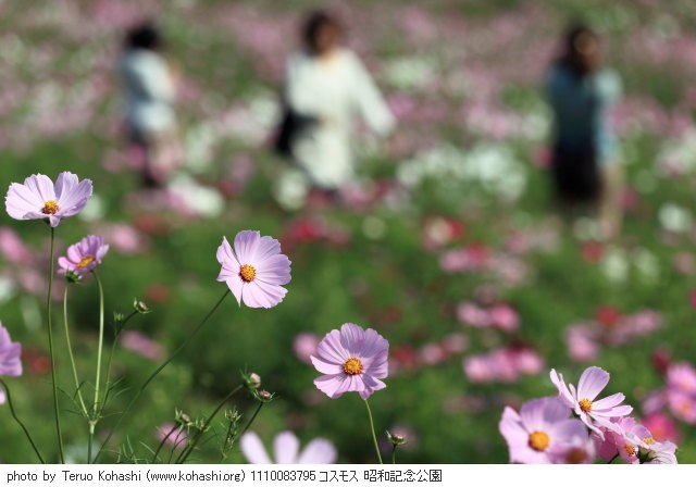 秋桜(コスモス) 1110083795 コスモス 昭和記念公園 thumbnail
