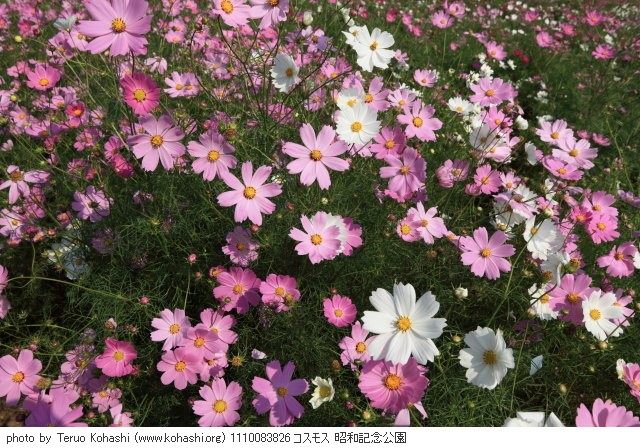 秋桜(コスモス) 1110083826 コスモス 昭和記念公園 thumbnail