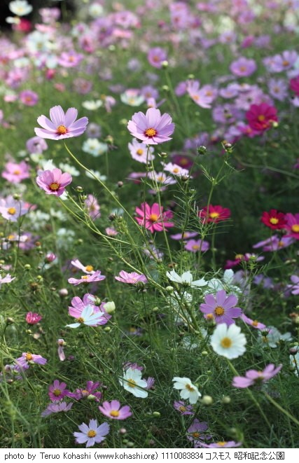 秋桜(コスモス) 1110083834 コスモス 昭和記念公園 thumbnail