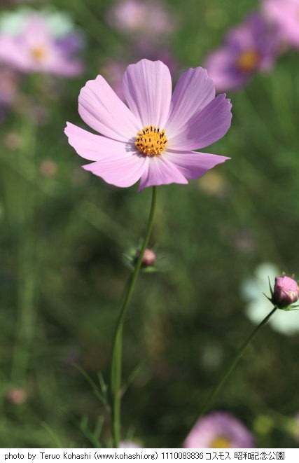 秋桜(コスモス) 1110083836 コスモス 昭和記念公園 thumbnail