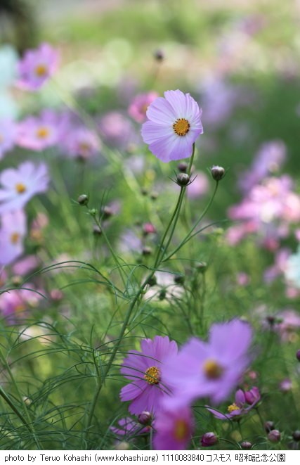 秋桜(コスモス) 1110083840 コスモス 昭和記念公園 thumbnail