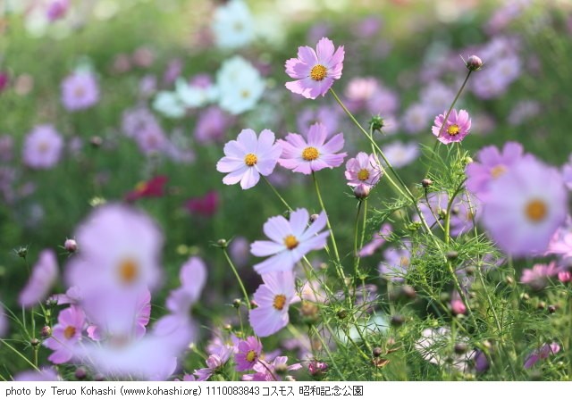秋桜(コスモス) 1110083843 コスモス 昭和記念公園 thumbnail