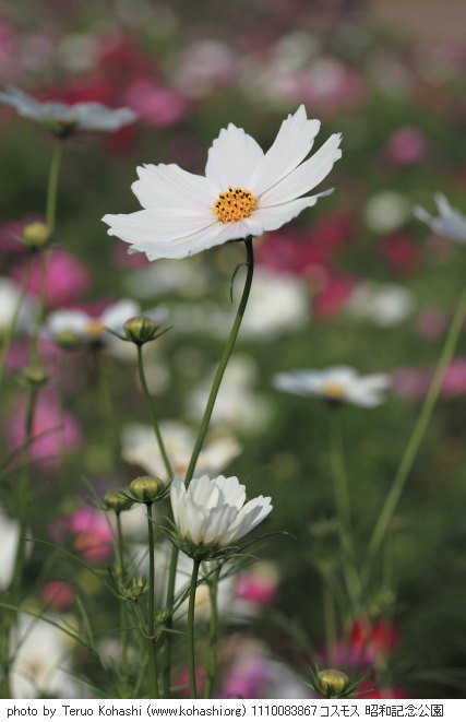 秋桜(コスモス) 1110083867 コスモス 昭和記念公園 thumbnail