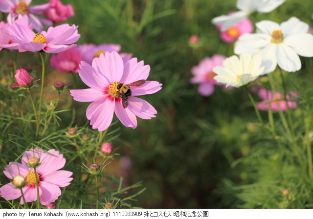 10月の見頃見所 1110083909 蜂とコスモス 昭和記念公園 thumbnail
