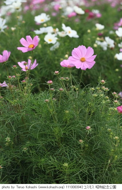 秋桜・コスモス 1110083942 コスモス 昭和記念公園 thumbnail