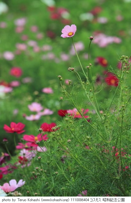 秋桜(コスモス) 1110086404 コスモス 昭和記念公園 thumbnail