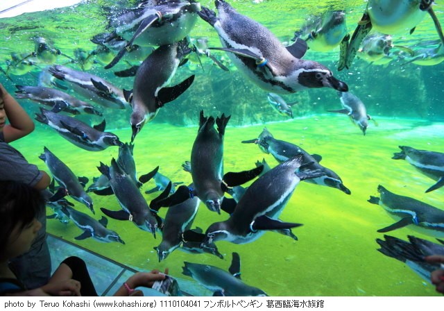 10月の見頃見所 1110104041 フンボルトペンギン 葛西臨海水族館 thumbnail