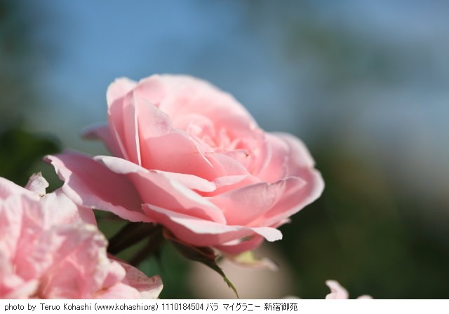 薔薇(バラ) 1110184504 バラ マイグラニー 新宿御苑 thumbnail