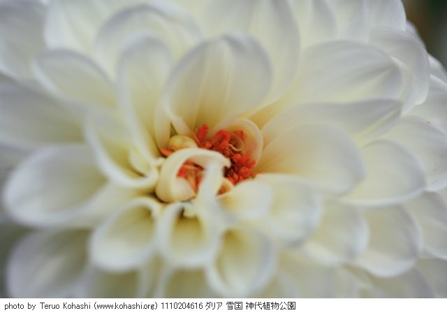 10月の見頃見所 1110204616 ダリア 雪国 神代植物公園 thumbnail