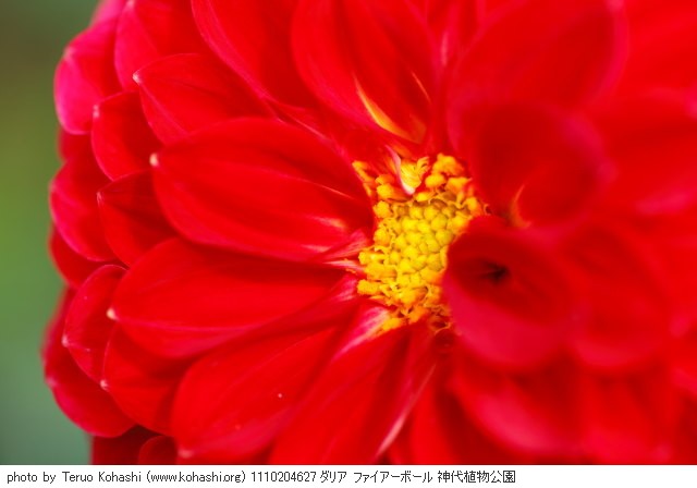 ダリア 1110204627 ダリア ファイアーボール 神代植物公園 thumbnail
