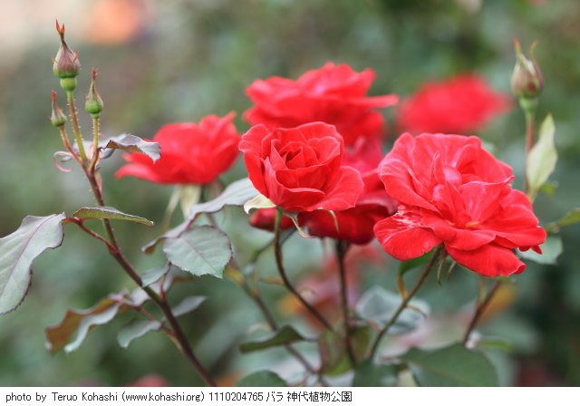 神代植物公園 2011 1110204765 バラ 神代植物公園 photo