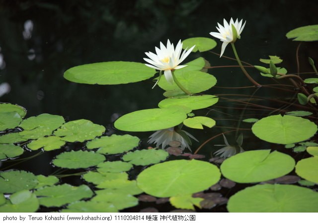 睡蓮・スイレン 1110204814 睡蓮 神代植物公園 thumbnail