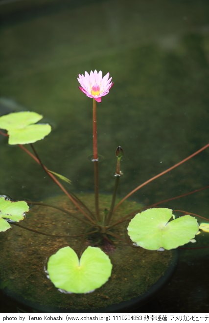 神代植物公園 2011 1110204853 熱帯睡蓮 アメリカンビューティー 神代植物公園 photo