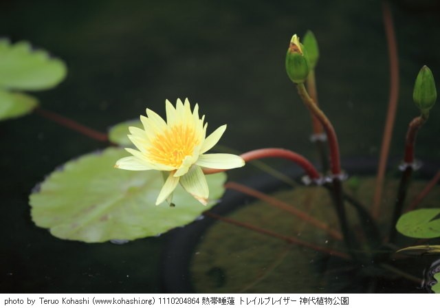 10月の神代植物公園 1110204864 熱帯睡蓮 トレイルブレイザー 神代植物公園 thumbnail