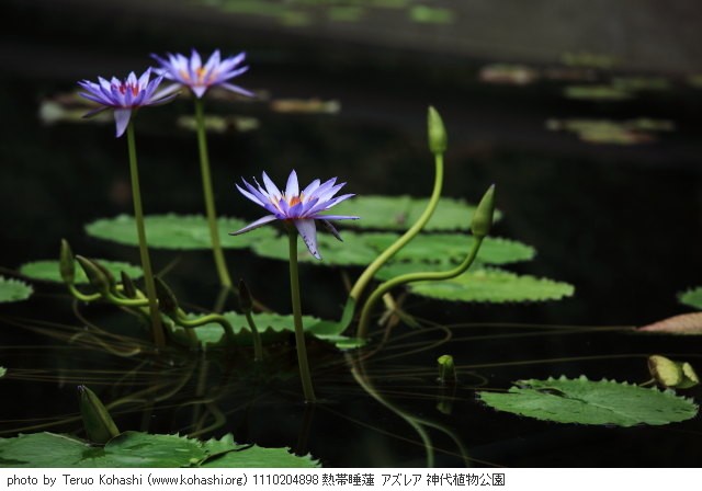 睡蓮・スイレン 1110204898 熱帯睡蓮 アズレア 神代植物公園 thumbnail