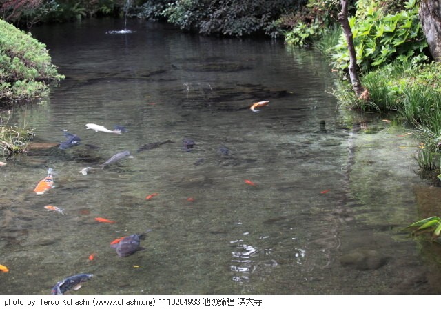 深大寺 2011 1110204933 池の錦鯉 深大寺 photo