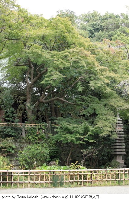 深大寺 2011 1110204937 深大寺 photo