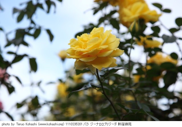 新宿中央公園、新宿御苑、その界隈 2011 1110235201 バラ ジーナロロブリジーダ 新宿御苑 thumbnail