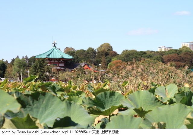 10月の上野公園 1110266654 弁天堂 上野不忍池 thumbnail