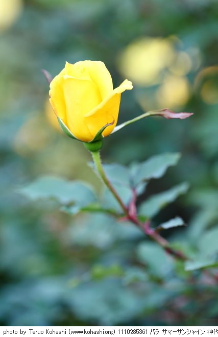 神代植物公園 2011 1110285361 バラ サマーサンシャイン 神代植物公園 photo