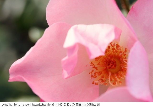 薔薇・バラ 1110285382 バラ 花霞 神代植物公園 thumbnail